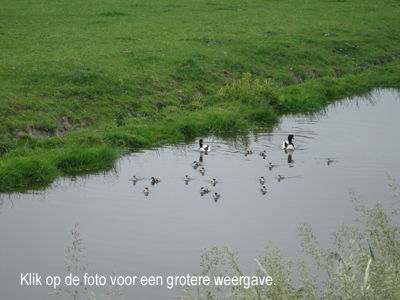 Wilma Bergveld - bergeendjes Noord Beemster