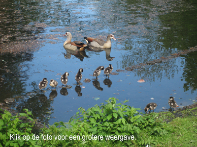 Wilma Bergveld - familie Nijlgans