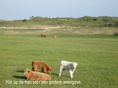 Wilma Bergveld - albino Berkheide