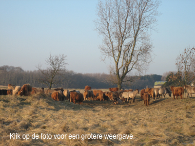 Wilma Bergveld - koeien Lentevreugd