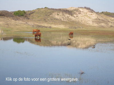 Wilma Bergveld - spiegelende koeien Berkheide - mini