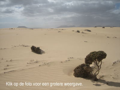 Wilma Bergveld - zand op Fuerteventura - mini