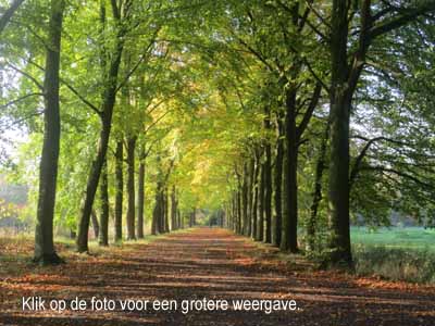 Wilma Bergveld bomenlaan Sint Michielsgestel mini