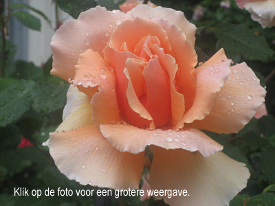 Wilma Bergveld - roos in Delft